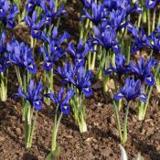 Iris reticulata 'Harmony'