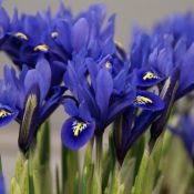 Iris reticulata 'Harmony'