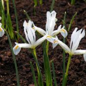 Iris reticulata 'Natascha'