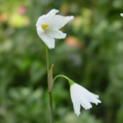 Acis autumnalis 'September Snow'