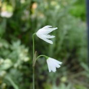 Acis autumnalis 'September Snow'