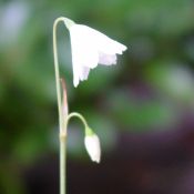 Acis autumnalis 'September Snow'