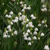 Leucojum aestivum