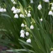 Leucojum aestivum