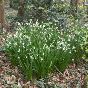 Leucojum aestivum