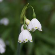 Leucojum aestivum 'Gravetye Giant'