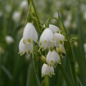 Leucojum aestivum 'Gravetye Giant'