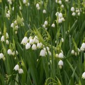 Leucojum aestivum 'Gravetye Giant'