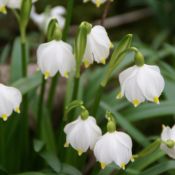 Leucojum vernum