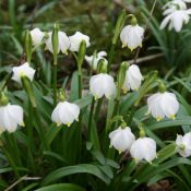 Leucojum vernum