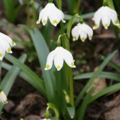 Leucojum vernum