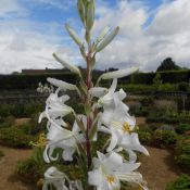 Lilium candidum