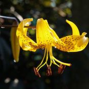 Lilium leichtlinii