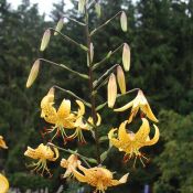 Lilium leichtlinii