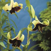 Lilium nepalense