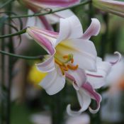 Lilium regale