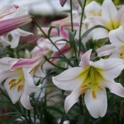 Lilium regale