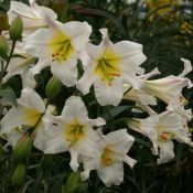 Lilium regale