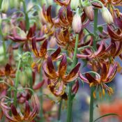 Lilium 'Arabian Night'