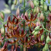 Lilium 'Arabian Night'