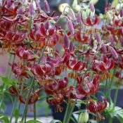 Lilium 'Claude Shride'