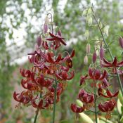 Lilium 'Claude Shride'