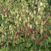 Lilium 'Claude Shride'