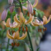 Lilium 'Guinea Gold'