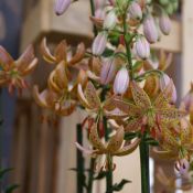 Lilium 'Guinea Gold'