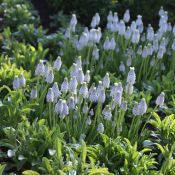 Muscari 'Peppermint'