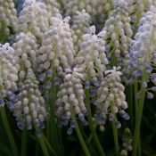 Muscari 'Peppermint'