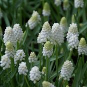 Muscari aucheri 'White Magic'