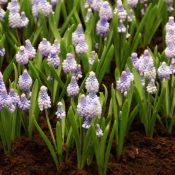 Muscari azureum