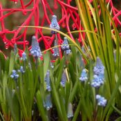 Muscari azureum