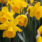 Narcissus ' Sint Victor'