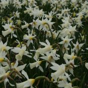 Narcissus 'Elka'