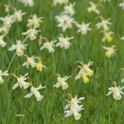 Narcissus 'Elka'