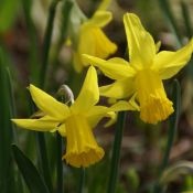 Narcissus 'February Gold'