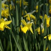 Narcissus 'February Gold'