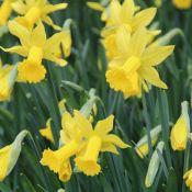 Narcissus 'February Gold'