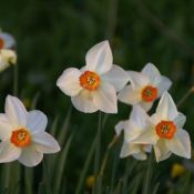 Narcissus 'Firetail'