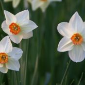 Narcissus 'Firetail'