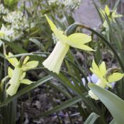 Narcissus 'Lemon Silk'