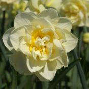 Narcissus 'Manly'