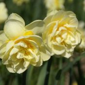 Narcissus 'Manly'