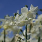 Narcissus 'Petrel'