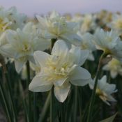 Narcissus 'Poolster'