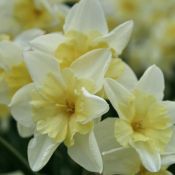 Narcissus 'Prom Dance'