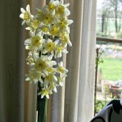 Narcissus 'Prom Dance'