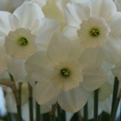 Narcissus 'Stainless'